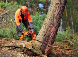 Best Lot and Land Clearing  in Buffalo, MN