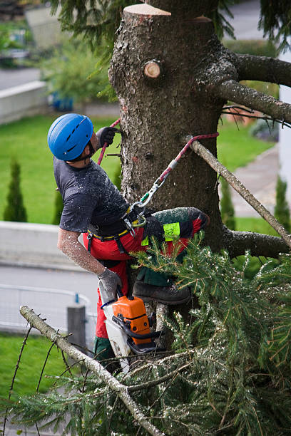 Best Aeration Services  in Buffalo, MN